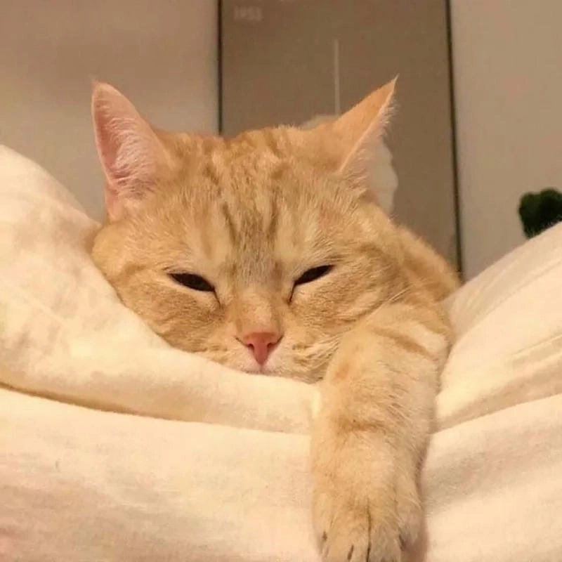 Cùng cười với những hình meme mèo buồn ngủ
