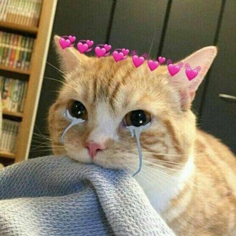 Lạc lối trong thế giới meme mèo buồn cô đơn
