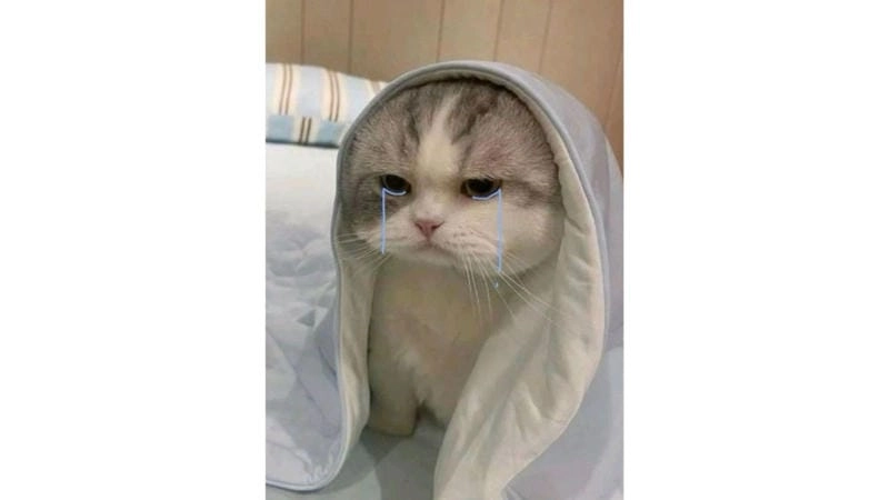 Thức dậy cùng những hình meme mèo buồn cute