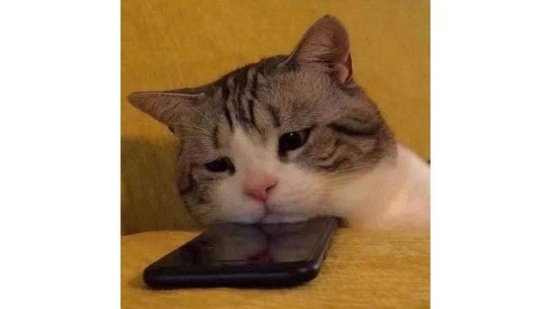 Ngắm nhìn vẻ đẹp meme mèo buồn thất vọng