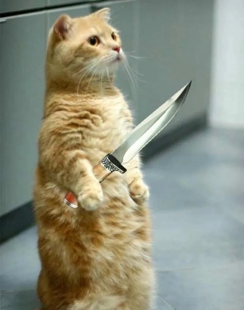Lạc lối trong meme mèo cầm dao giải trí