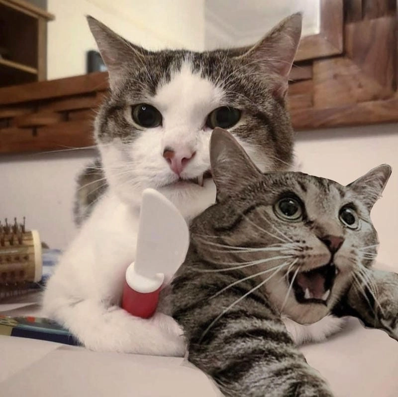 Gợi ý những bức meme mèo cầm dao cute