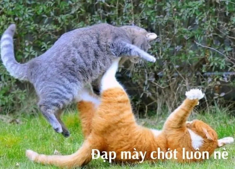 Cùng cười với những hình meme mèo đánh nhau vui nhộn