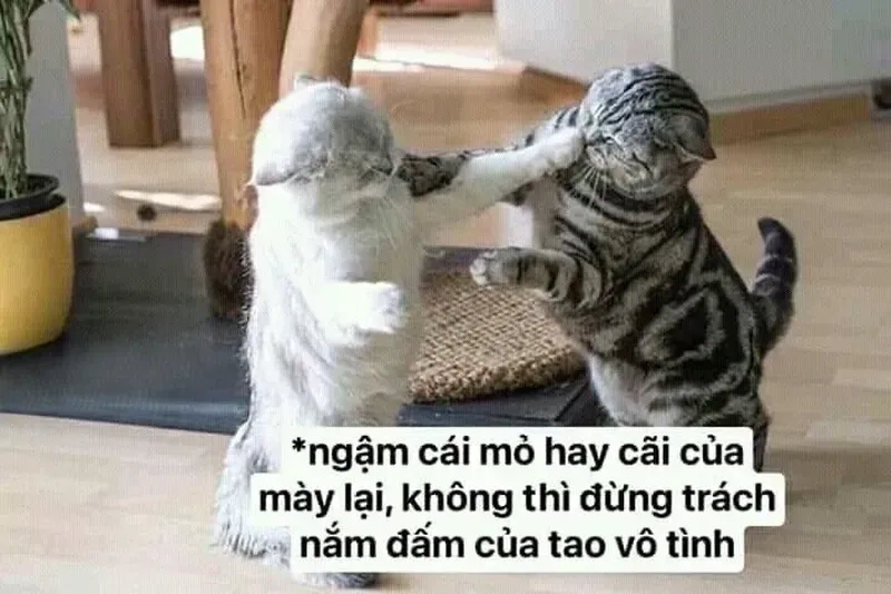 Săn lùng những khoảnh khắc ảnh meme mèo đánh nhau