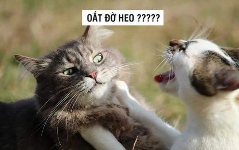 Gợi ý những bức meme mèo đánh nhau cute