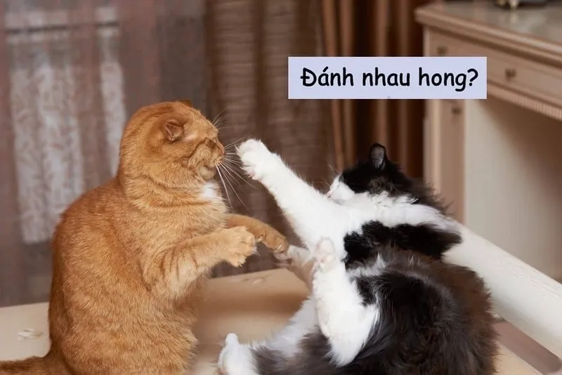 Sưu tầm những bức meme mèo đánh nhau viral