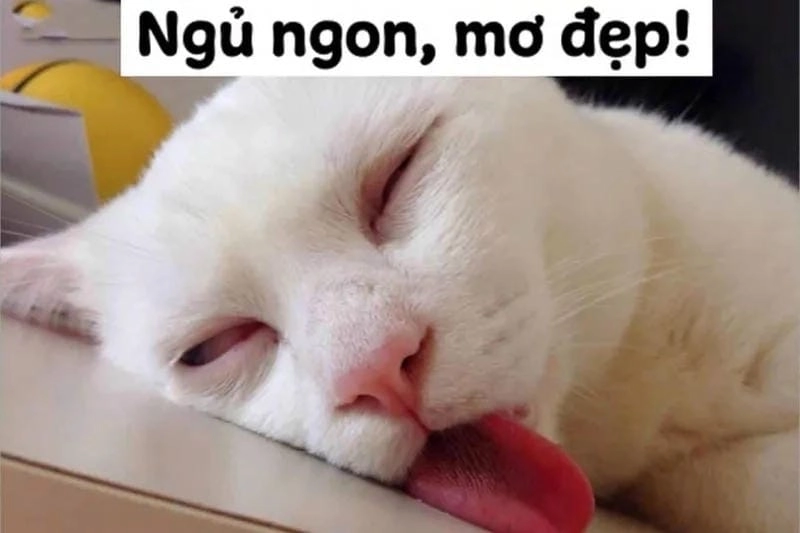 Khám phá những bức meme mèo ngủ hài hước