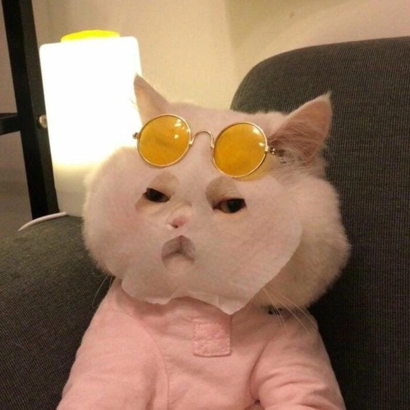 Tìm hiểu Sức hút của meme mèo ngủ