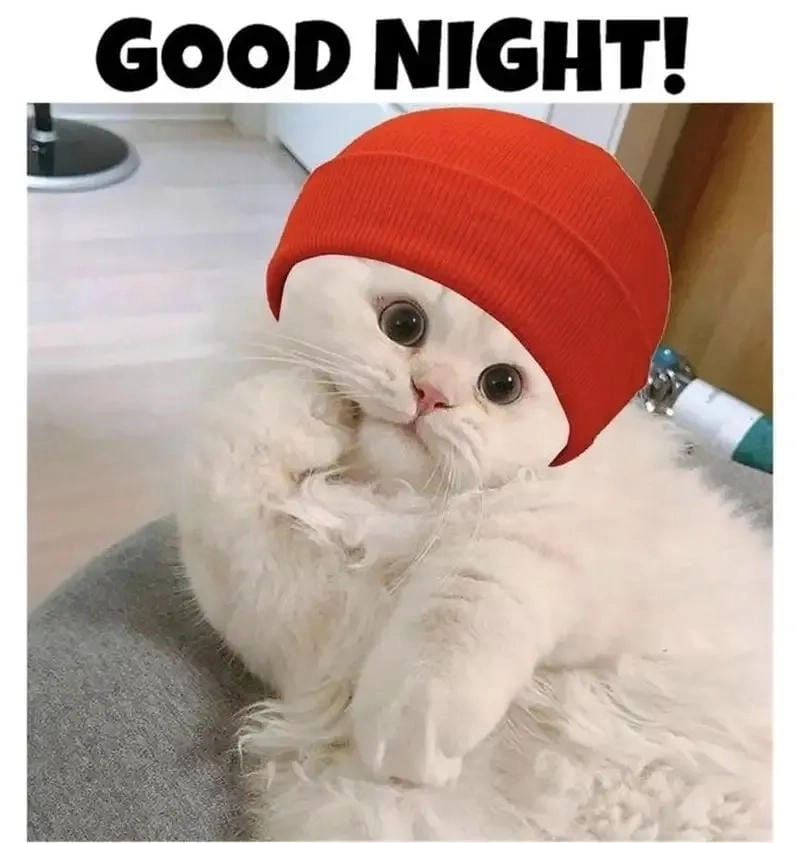 Cùng cười với những hình meme mèo ngủ dễ thương
