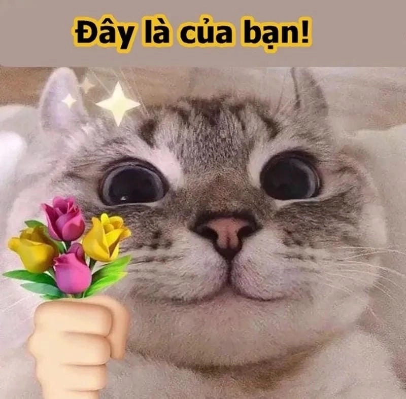 Thức dậy cùng những hình meme mèo tặng hoa ngộ nghĩnh