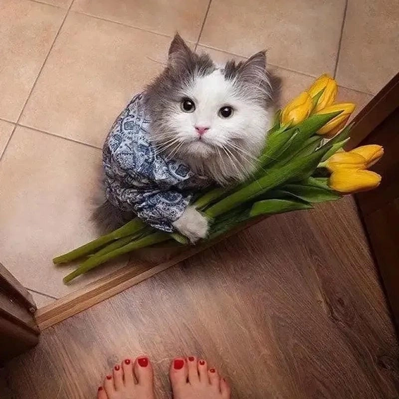Ngắm nhìn vẻ đẹp meme mèo tặng hoa tình cảm
