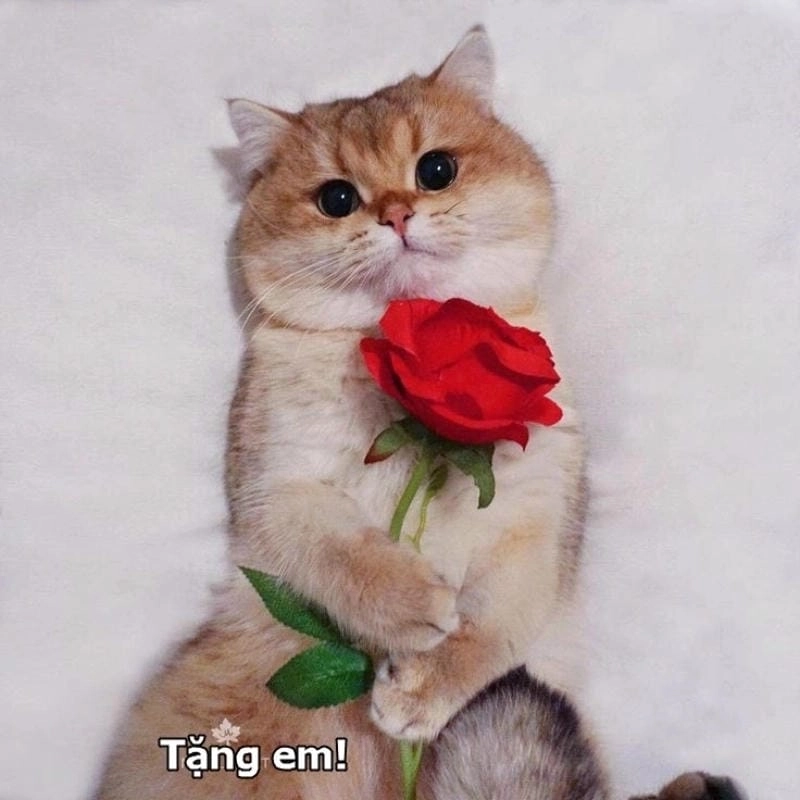 Cùng du ngoạn meme mèo tặng hoa cảm xúc