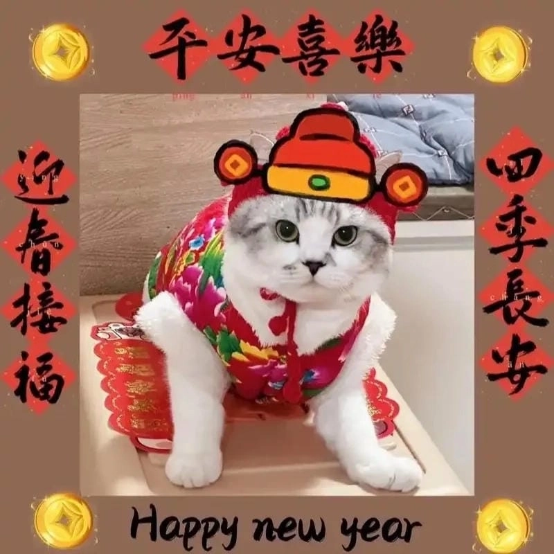 Tìm hiểu Sức hút của meme mèo Tết