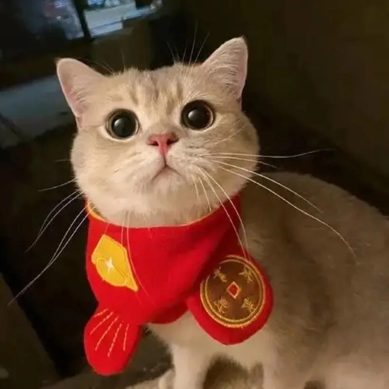 Thức dậy cùng những hình meme mèo tết viral