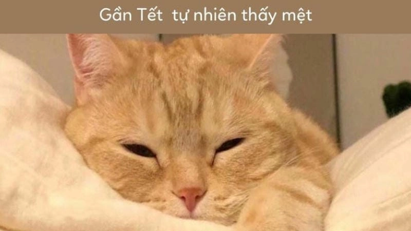 Sưu tầm những bức meme mèo tết mới nhất