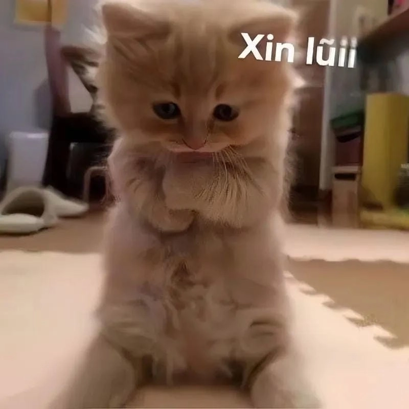 Khám phá những bức meme mèo xin lỗi dễ thương
