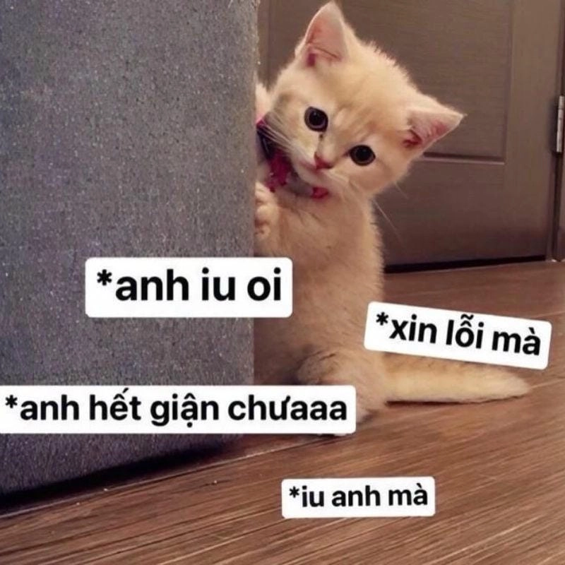 Cùng du ngoạn meme mèo xin lỗi troll