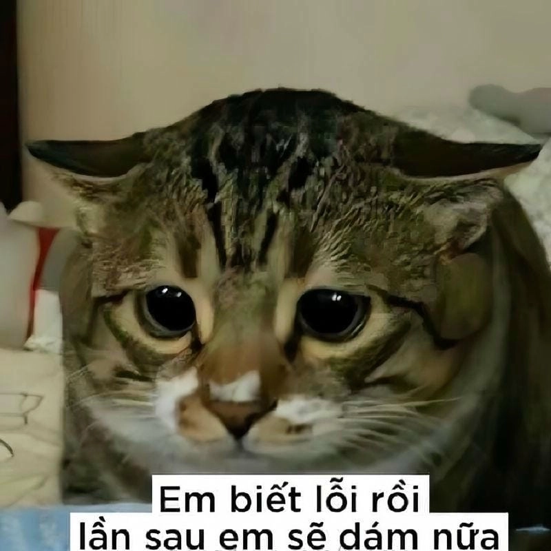 Cùng cười với những hình meme mèo xin lỗi hài hước