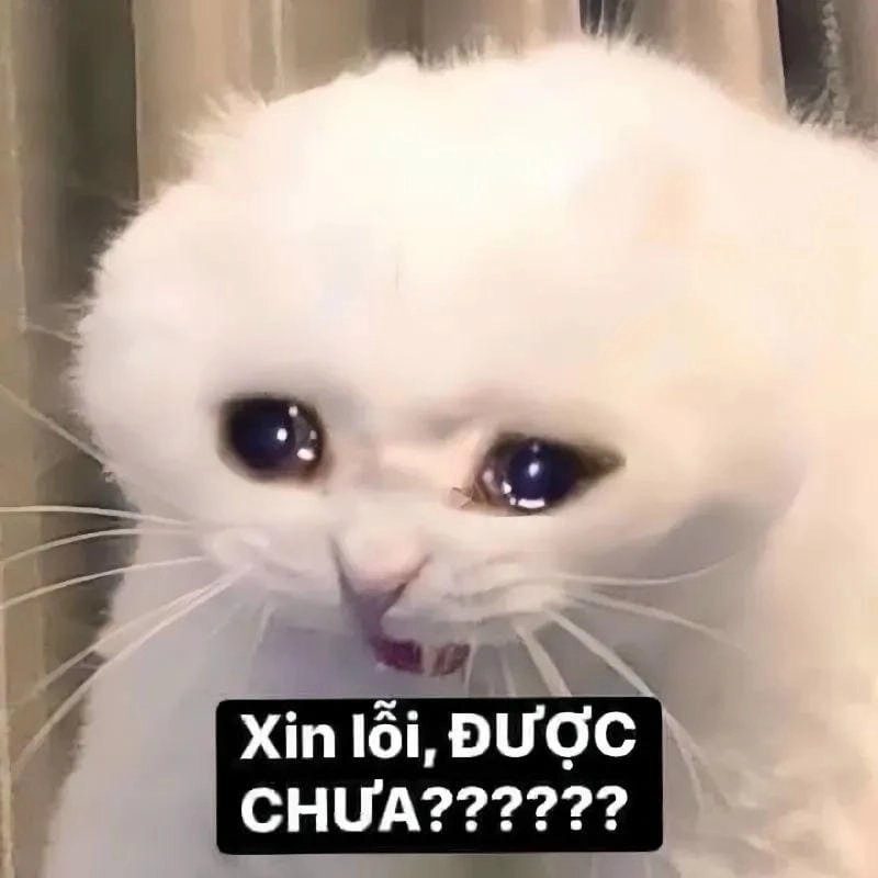 Săn lùng những khoảnh khắc ảnh meme mèo xin lỗi