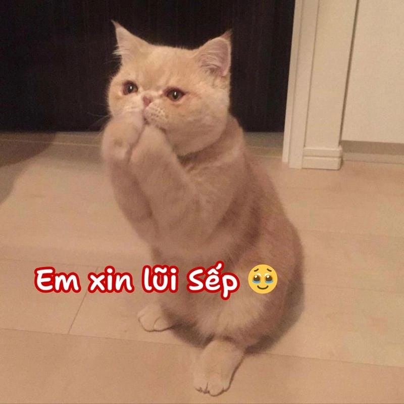 Sưu tầm những bức meme mèo xin lỗi buồn