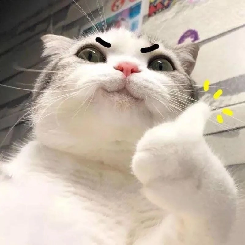 Tìm hiểu lý do meme mèo được yêu thích và chia sẻ rộng rãi