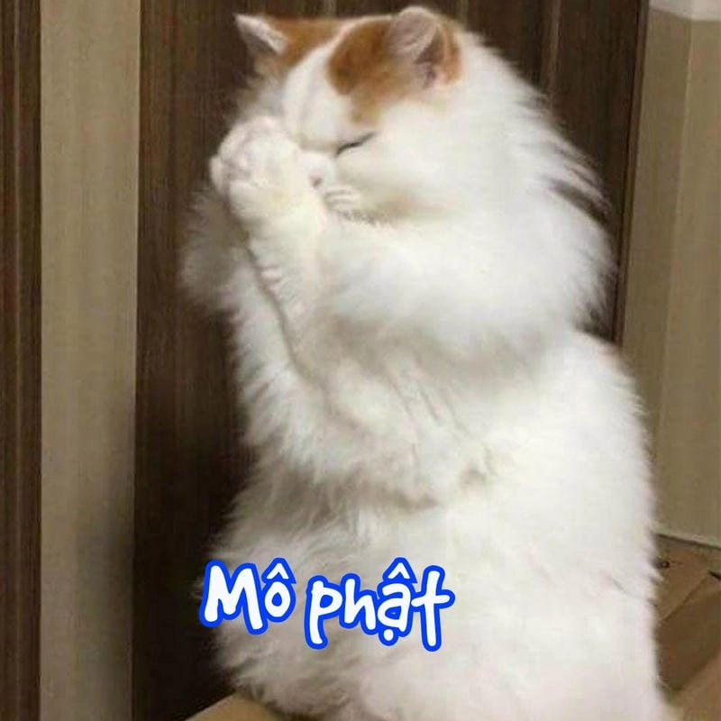 Tìm hiểu Sức hút của meme mô phật
