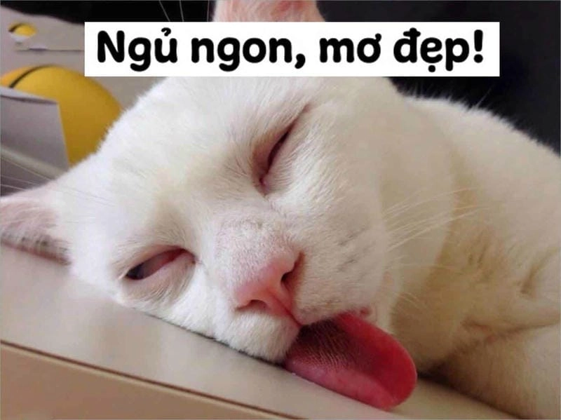 Tìm về meme ngủ ngon giải trí