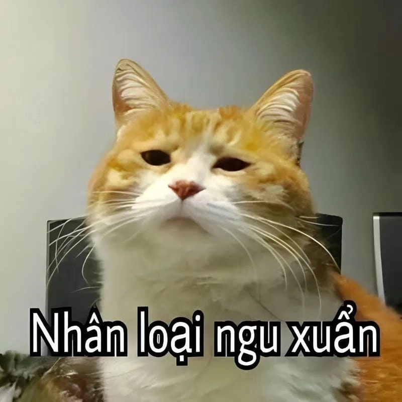 Tìm hiểu sức hút của meme ngu