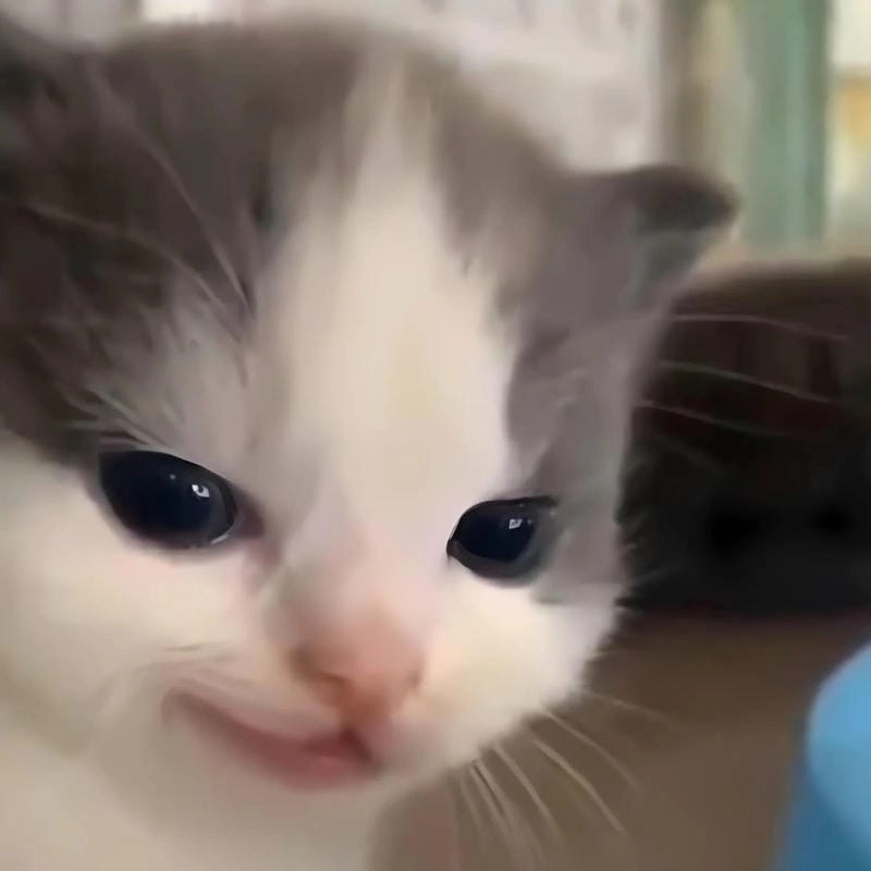 Khám phá những bức ảnh meme nhếch mép hài hước