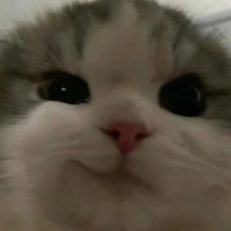 Gợi ý những bức meme nhếch mép độc đáo