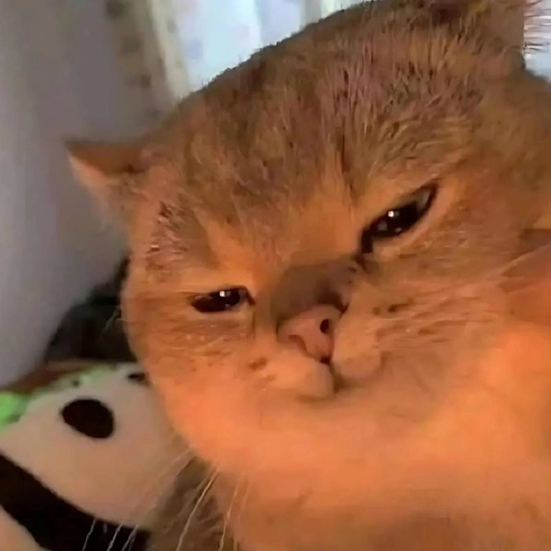 Sưu tầm những bức meme nhếch mép tiếng Việt