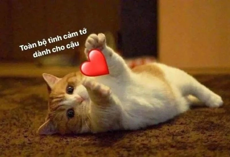 Gợi ý những bức meme ôm cute
