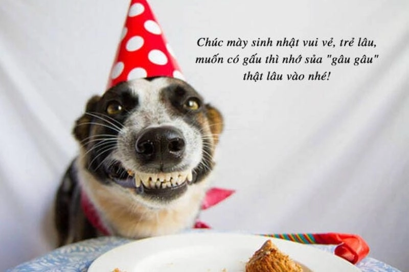 Lạc lối trong meme sinh nhật troll
