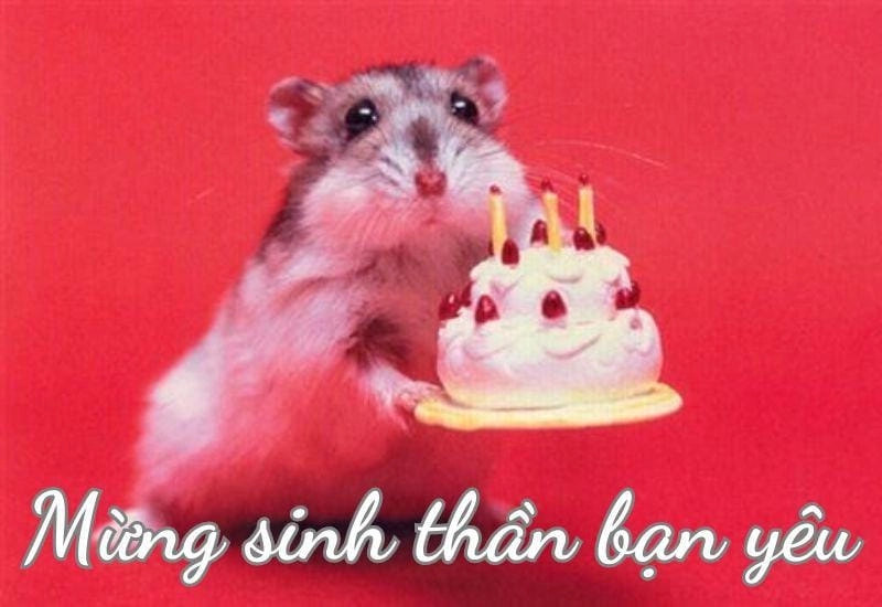 Thức dậy cùng những hình meme tiệc sinh nhật