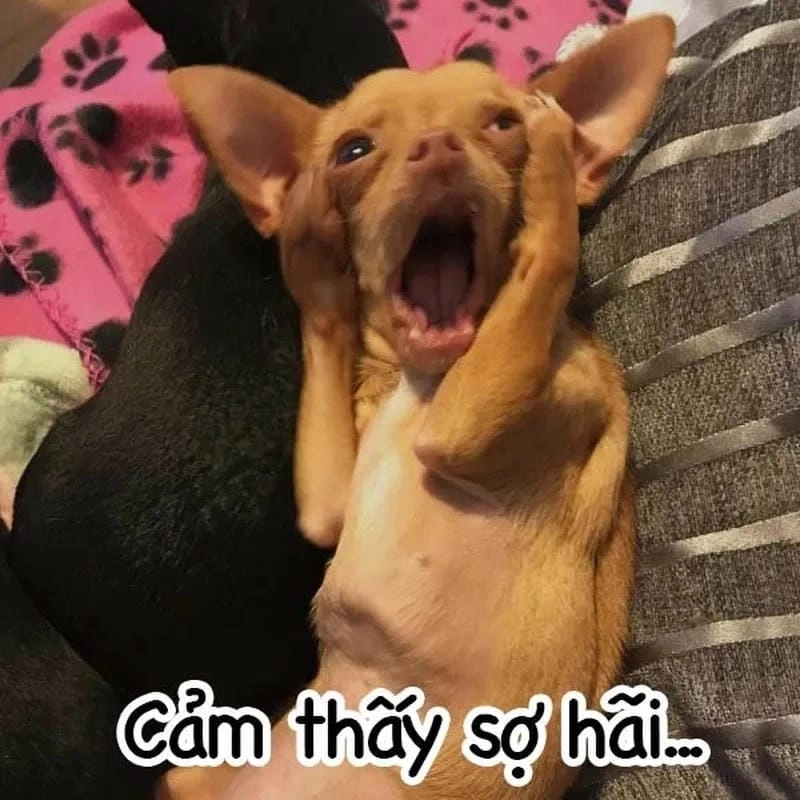 Cùng cười với những hình meme sợ chế