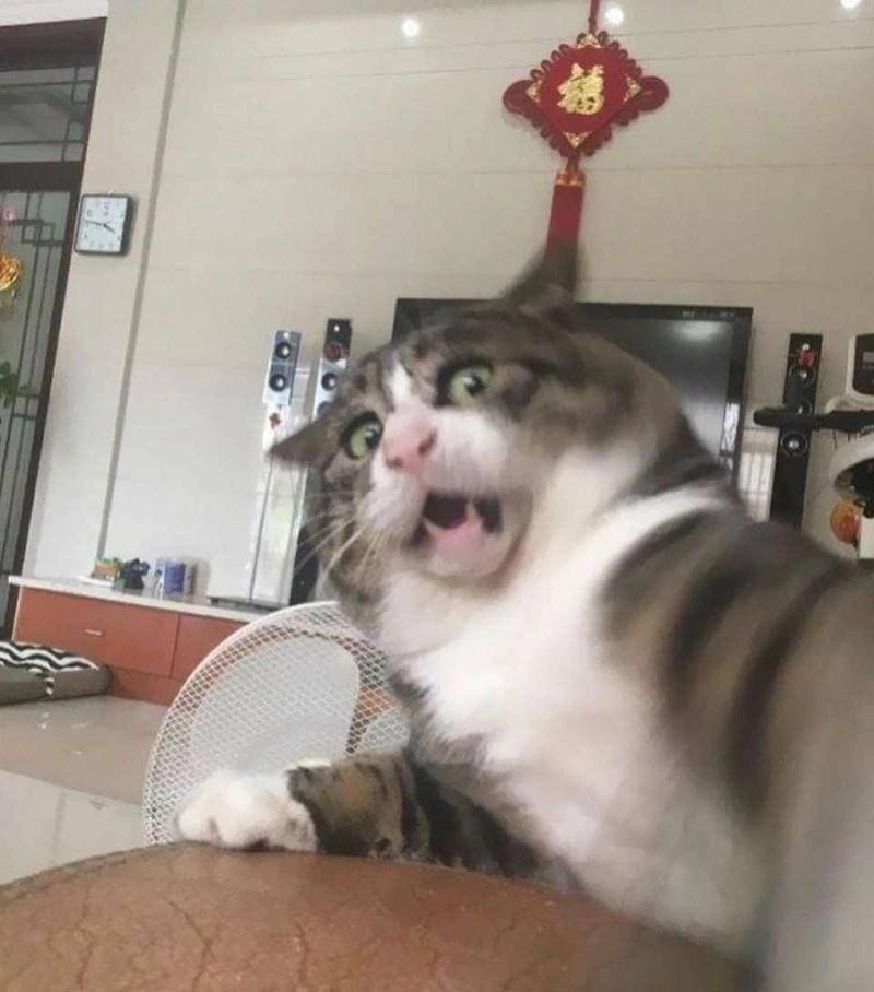 Thức dậy cùng những hình caption meme sợ