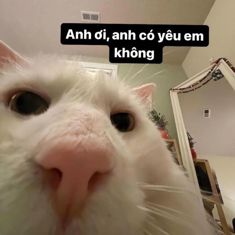 Khám phá những bức ảnh meme tình yêu hài hước