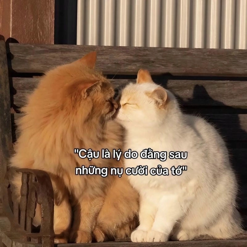 Thức dậy cùng những hình meme tình yêu vui nhộn
