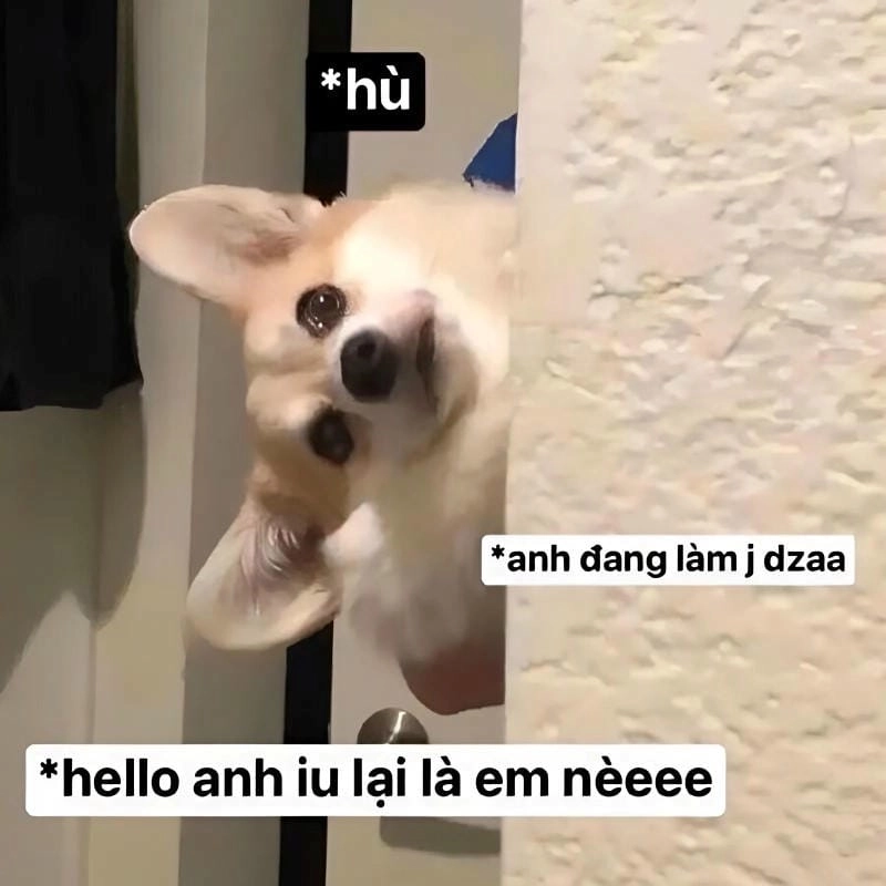 Cùng du ngoạn meme tình yêu đời sống