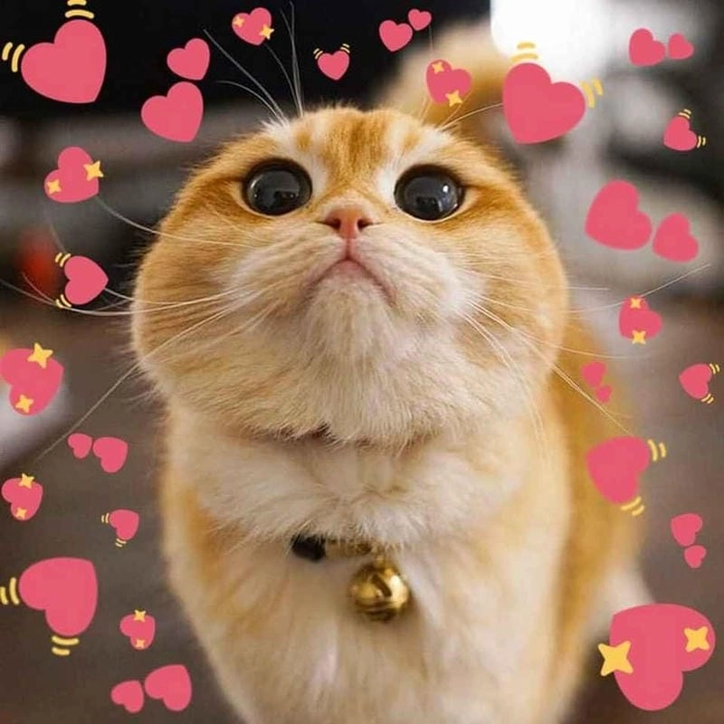 Cùng cười với những hình meme trái tim buồn cười