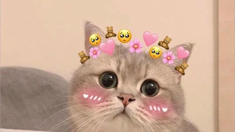 Săn lùng những khoảnh khắc meme trái tim troll