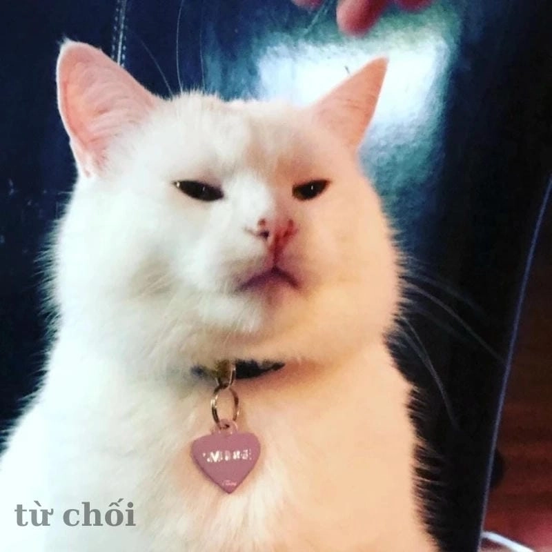 Tìm về meme từ chối ngộ nghĩnh