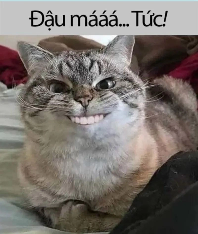 Lạc lối trong thế giới meme tức giận dễ thương