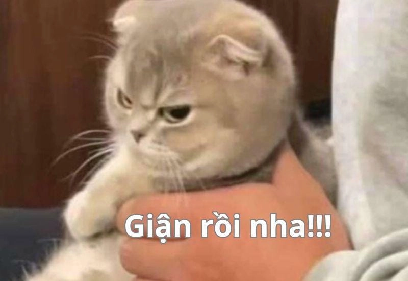 Thức dậy cùng những hình meme tức giận vui nhộn