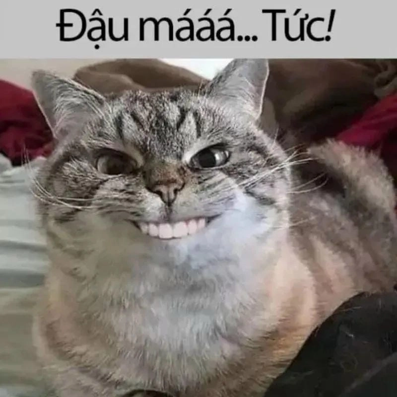Khám phá những bức meme vui nhộn