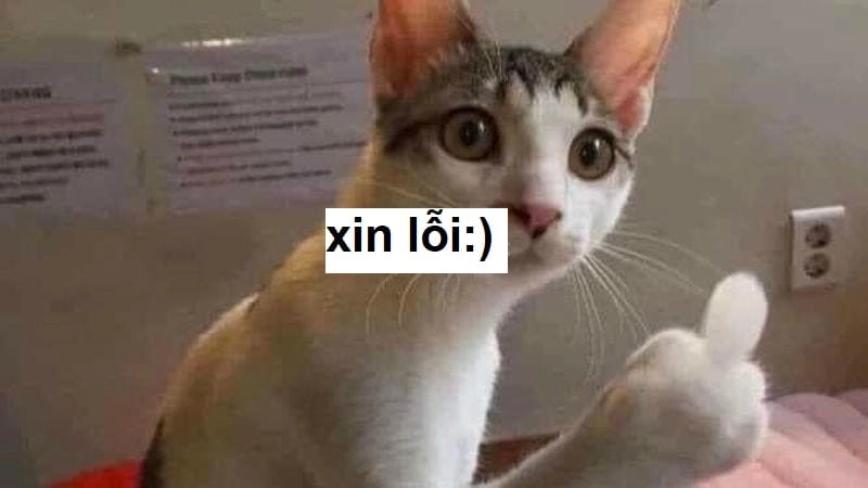 Săn lùng những khoảnh khắc meme xin lỗi vui nhộn