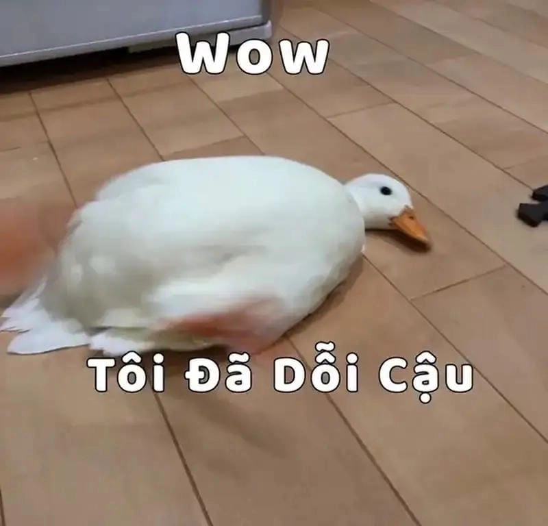 Lạc lối trong thế giới ảnh meme xỉu