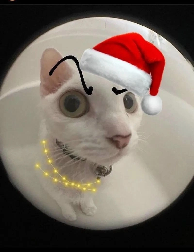 Khám phá những bức ảnh mèo noel meme hài hước