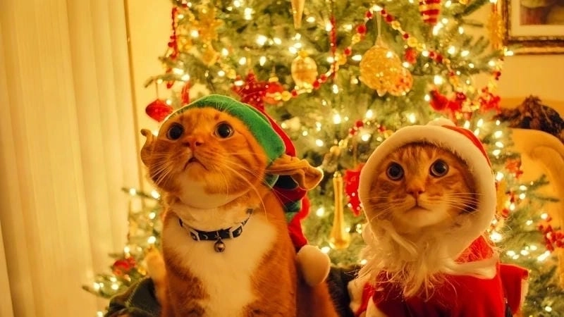 Cùng cười với những hình mèo noel meme vui nhộn
