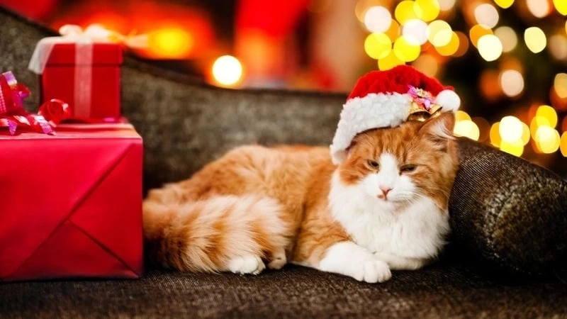 Ngắm nhìn vẻ đẹp mèo noel meme biểu cảm